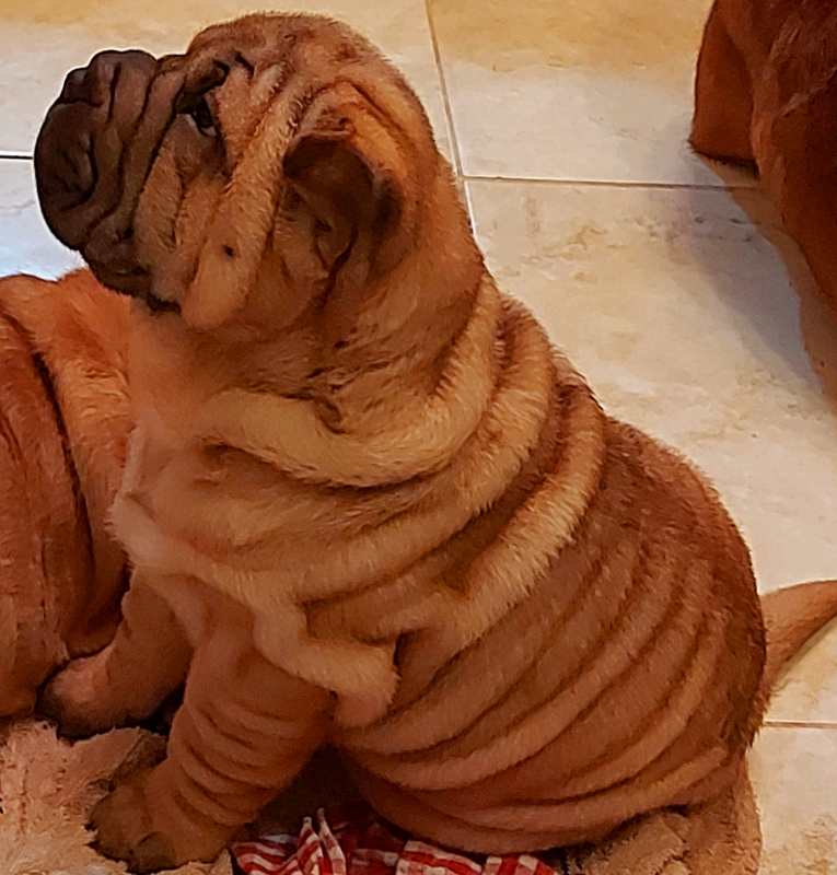 fish tank led lights for sale